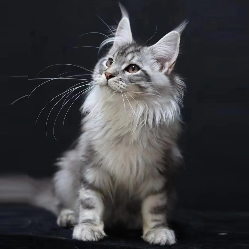 猫舍直销,批发价出售,缅因猫